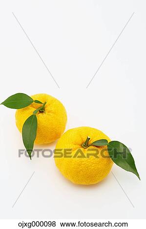 Stock Photo - Yuzu. Fotosearch