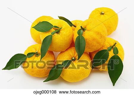Yuzu View Large Photo Image Stock Photo - Yuzu. Fotosearch