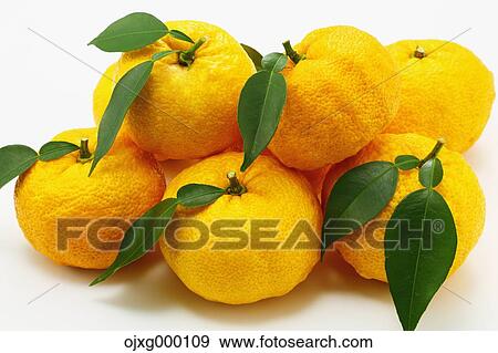 Stock Photo - Yuzu. Fotosearch