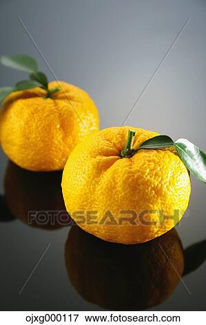 Stock Photo - Yuzu. Fotosearch