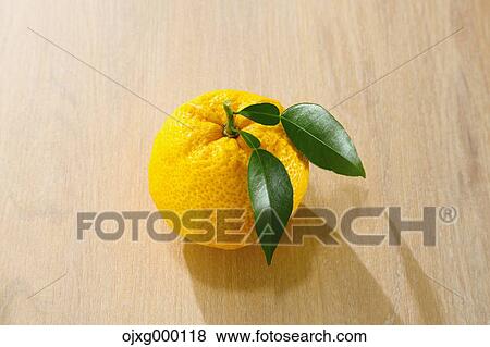 Yuzu View Large Photo Image Stock Photo - Yuzu. Fotosearch