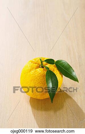 Yuzu View Large Photo Image Stock Photo - Yuzu. Fotosearch