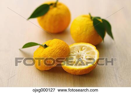 Stock Photo - Yuzu. Fotosearch