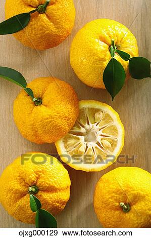 Stock Photo - Yuzu. Fotosearch