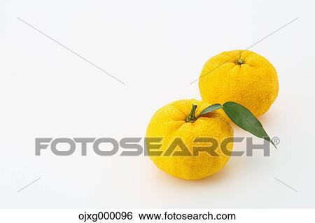 Stock Photograph - Yuzu. Fotosearch