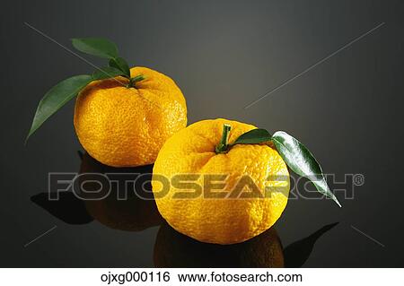 Stock Photograph - Yuzu. Fotosearch
