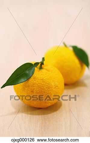 Yuzu View Large Photo Image Stock Photograph - Yuzu. Fotosearch