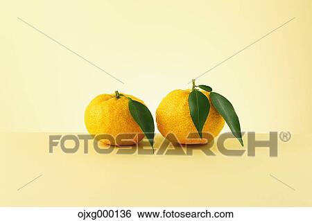 Yuzu View Large Photo Image Stock Photograph - Yuzu. Fotosearch