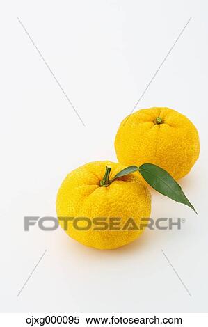 Stock Photography - Yuzu. Fotosearch