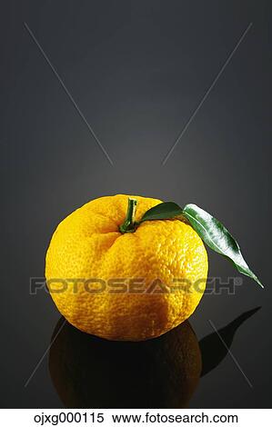 Stock Photography - Yuzu. Fotosearch