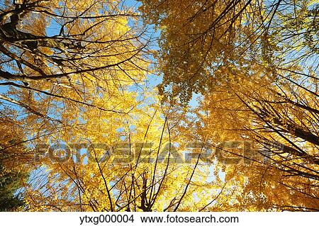 Picture - Autumn leaves in a city park. Fotosearch