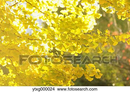 Picture - Autumn leaves in a city park. Fotosearch