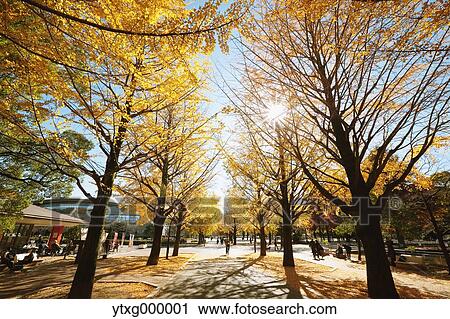 Autumn leaves in a city park View Large Photo Image Stock Image - Autumn leaves in a city park. Fotosearch