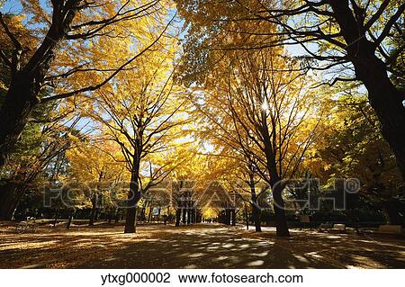 Autumn leaves in a city park View Large Photo Image Stock Image - Autumn leaves in a city park. Fotosearch