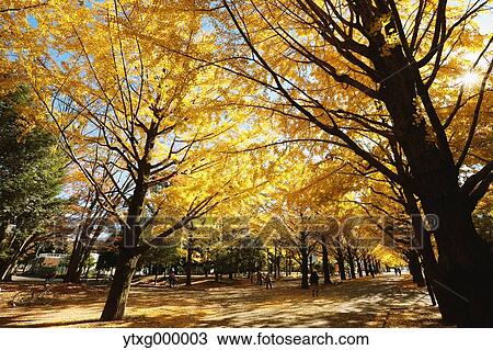 Stock Image - Autumn leaves in a city park. Fotosearch