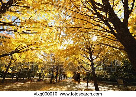 Stock Image - Autumn leaves in a city park. Fotosearch
