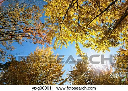 Stock Image - Autumn leaves in a city park. Fotosearch
