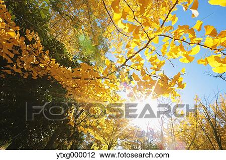 Stock Image - Autumn leaves in a city park. Fotosearch