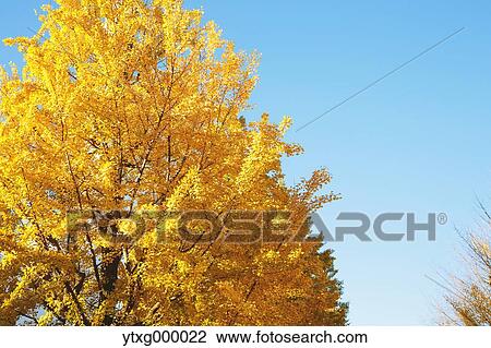 Autumn leaves in a city park View Large Photo Image Stock Image - Autumn leaves in a city park. Fotosearch