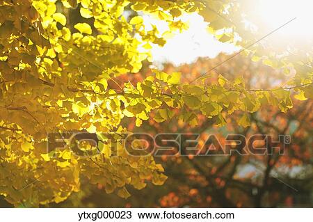 Autumn leaves in a city park View Large Photo Image Stock Image - Autumn leaves in a city park. Fotosearch