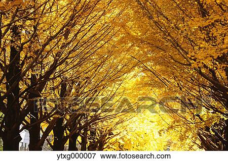 Stock Photo - Autumn leaves in a city park. Fotosearch