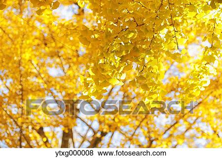 Stock Photo - Autumn leaves in a city park. Fotosearch