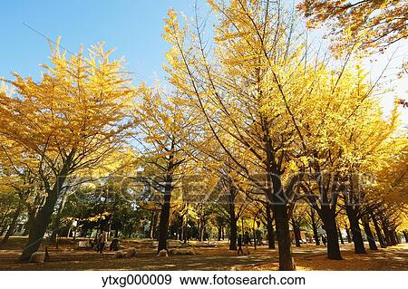 Stock Photo - Autumn leaves in a city park. Fotosearch