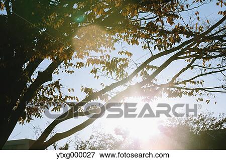 Stock Photo - Autumn leaves in a city park. Fotosearch