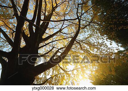 Autumn leaves in a city park View Large Photo Image Stock Photo - Autumn leaves in a city park. Fotosearch