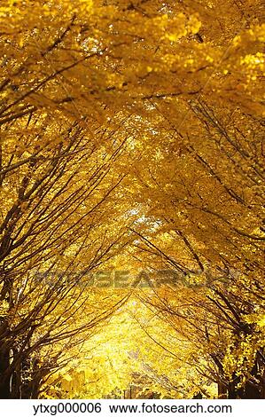 Stock Photograph - Autumn leaves in a city park. Fotosearch