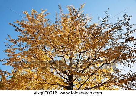 Stock Photograph - Autumn leaves in a city park. Fotosearch