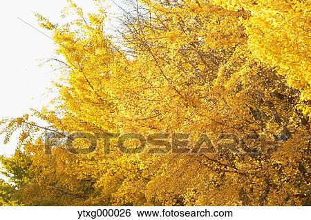 Autumn leaves in a city park View Large Photo Image Stock Photograph - Autumn leaves in a city park. Fotosearch