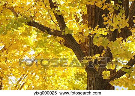 Stock Photography - Autumn leaves in a city park. Fotosearch
