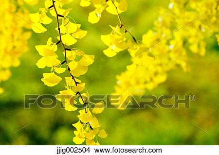 Autumn leaves View Large Photo Image Picture - Autumn leaves. Fotosearch