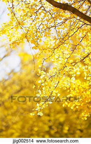 Picture - Autumn leaves. Fotosearch