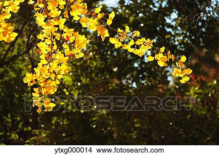 Picture - Autumn leaves. Fotosearch