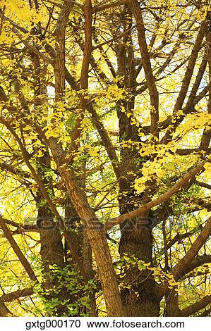 Autumn leaves View Large Photo Image Stock Image - Autumn leaves. Fotosearch
