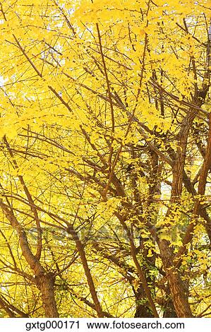 Stock Image - Autumn leaves. Fotosearch