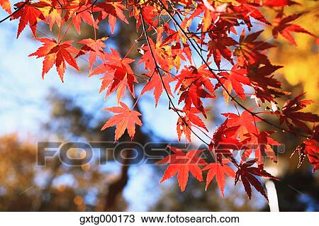 Autumn leaves View Large Photo Image Stock Image - Autumn leaves. Fotosearch