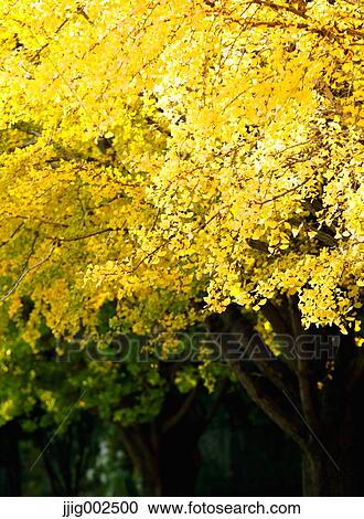 Stock Image - Autumn leaves. Fotosearch