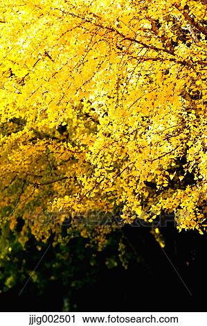 Autumn leaves View Large Photo Image Stock Image - Autumn leaves. Fotosearch