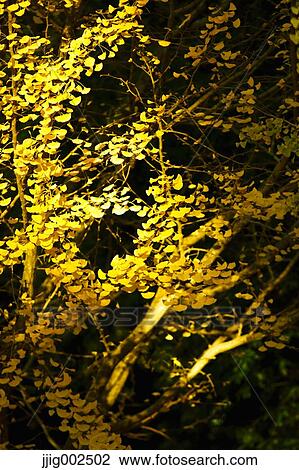 Autumn leaves View Large Photo Image Stock Image - Autumn leaves. Fotosearch