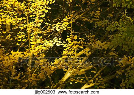 Autumn leaves View Large Photo Image Stock Image - Autumn leaves. Fotosearch