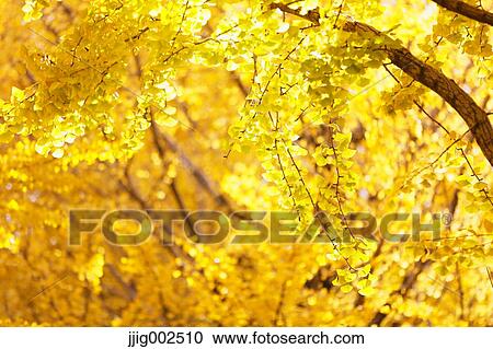 Autumn leaves View Large Photo Image Stock Image - Autumn leaves. Fotosearch