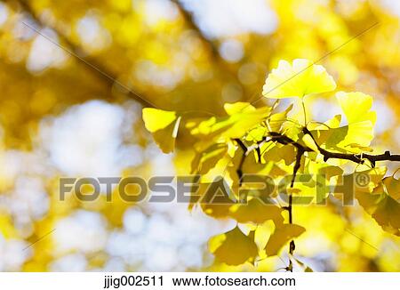 Autumn leaves View Large Photo Image Stock Image - Autumn leaves. Fotosearch