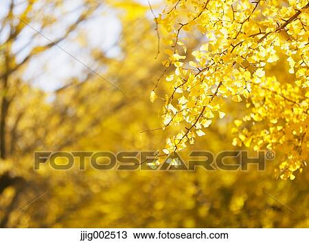 Autumn leaves View Large Photo Image Stock Image - Autumn leaves. Fotosearch
