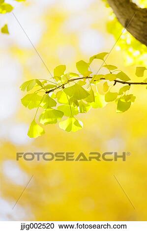Autumn leaves View Large Photo Image Stock Image - Autumn leaves. Fotosearch