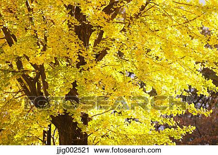 Autumn leaves View Large Photo Image Stock Image - Autumn leaves. Fotosearch