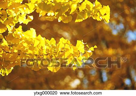Stock Image - Autumn leaves. Fotosearch