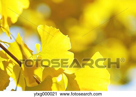 Autumn leaves View Large Photo Image Stock Image - Autumn leaves. Fotosearch